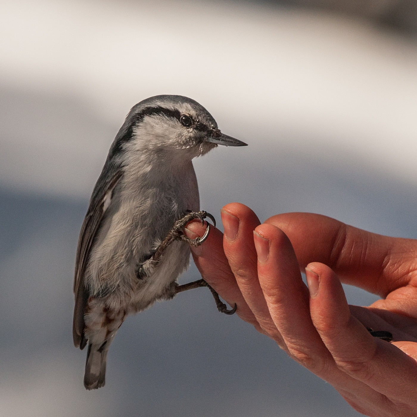 Рукопожатие