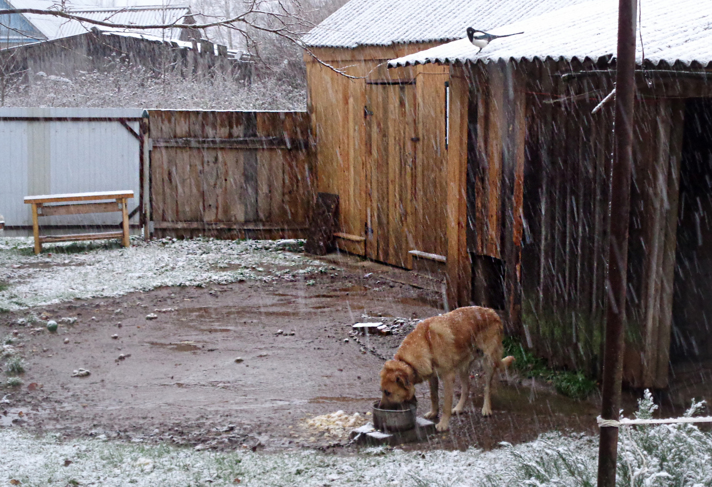 Первый снег.