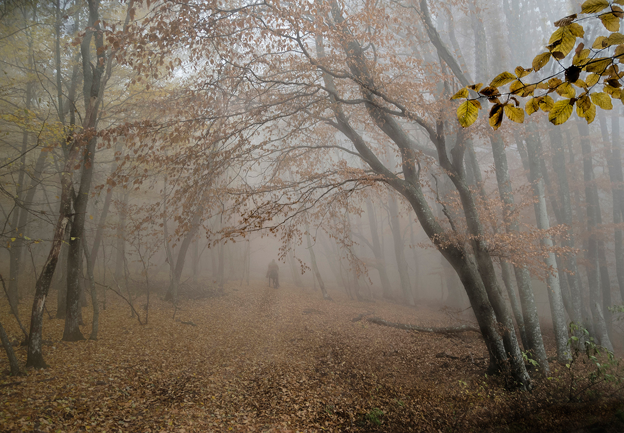 Ноябрь в лесу