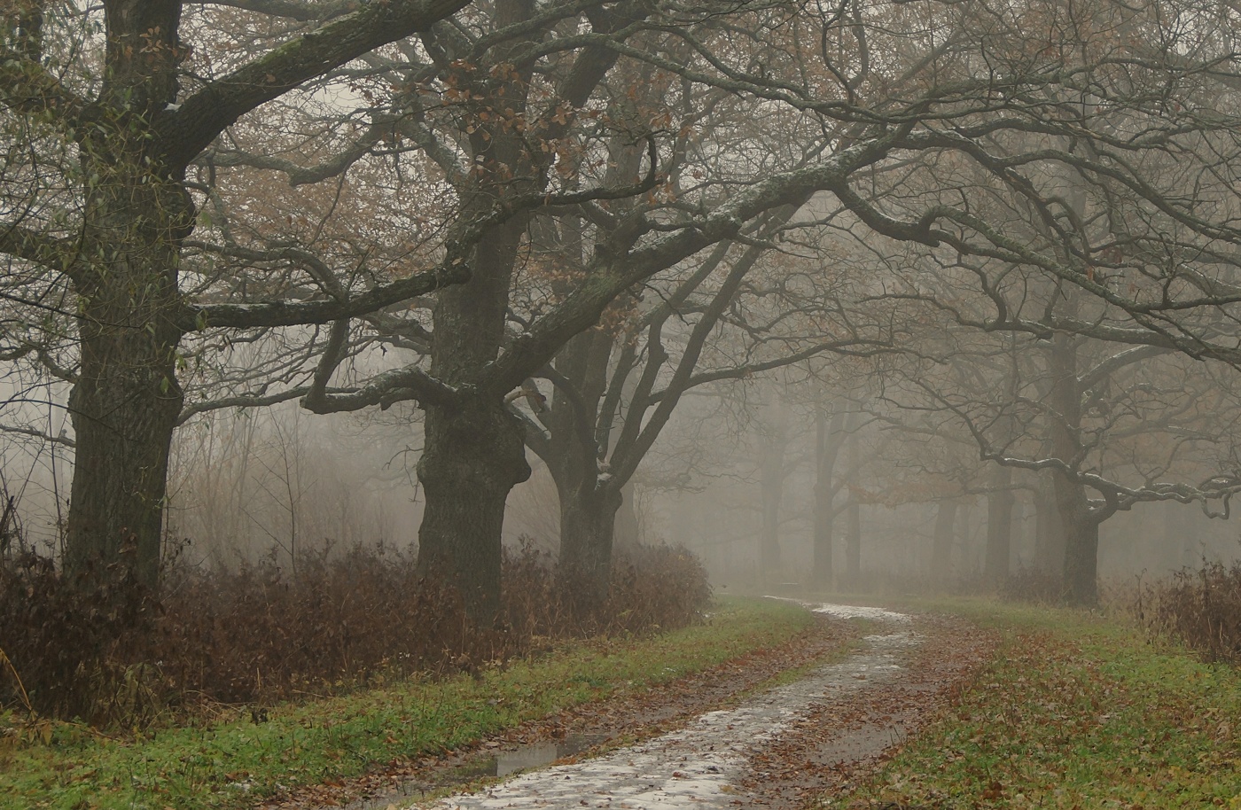 Первый снег