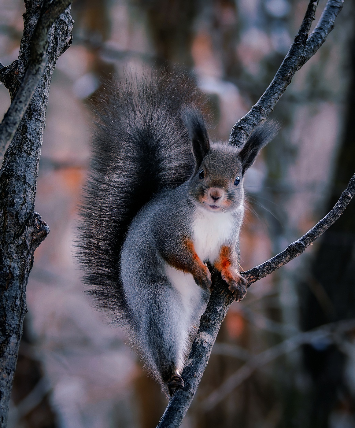 Ну что смотрите, белку никогда не видели !!!!!