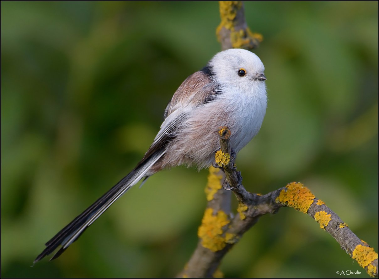 Хвостатая )