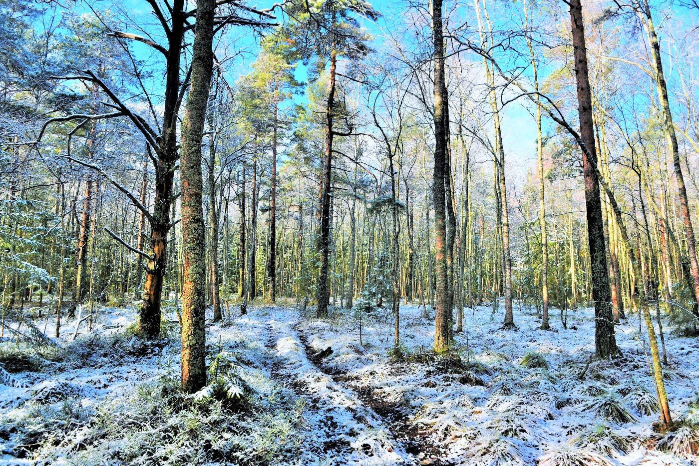 " А воздух такой запашистый, хоть осень златая в былом ..."