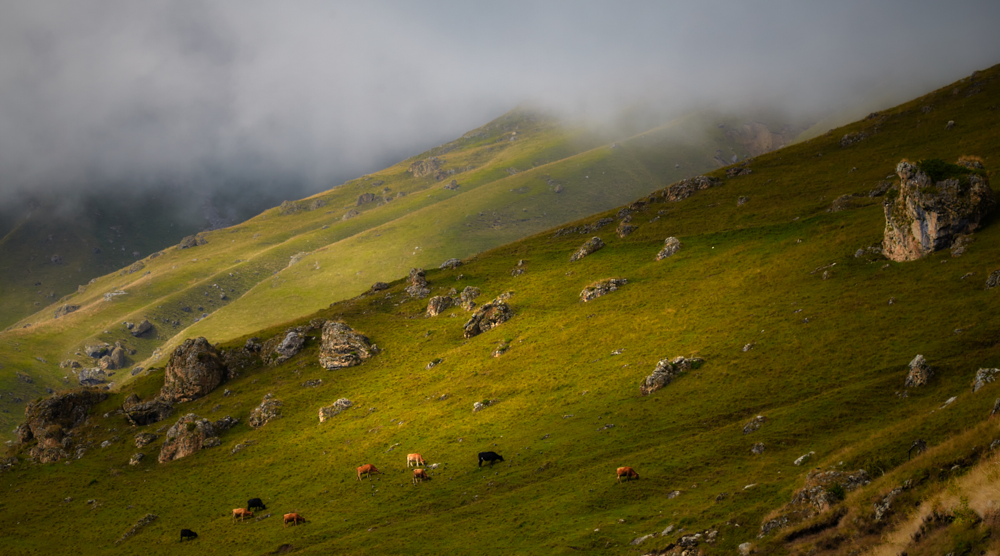 альпийские луга Кавказа