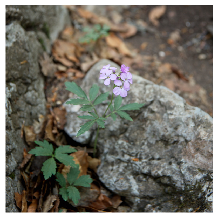 Цвет Ай-Петри