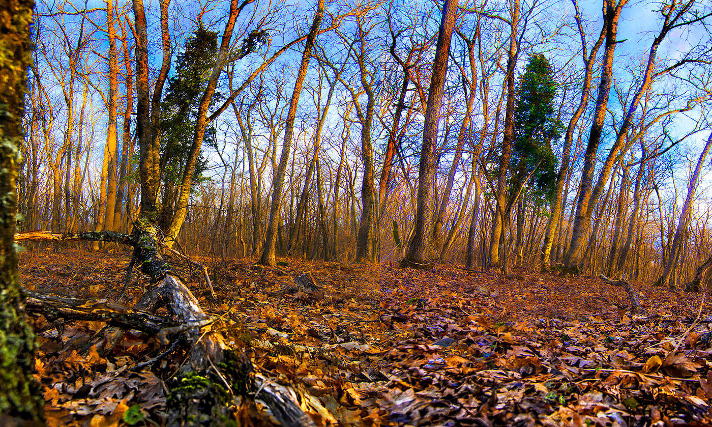 Опавшая роскошь