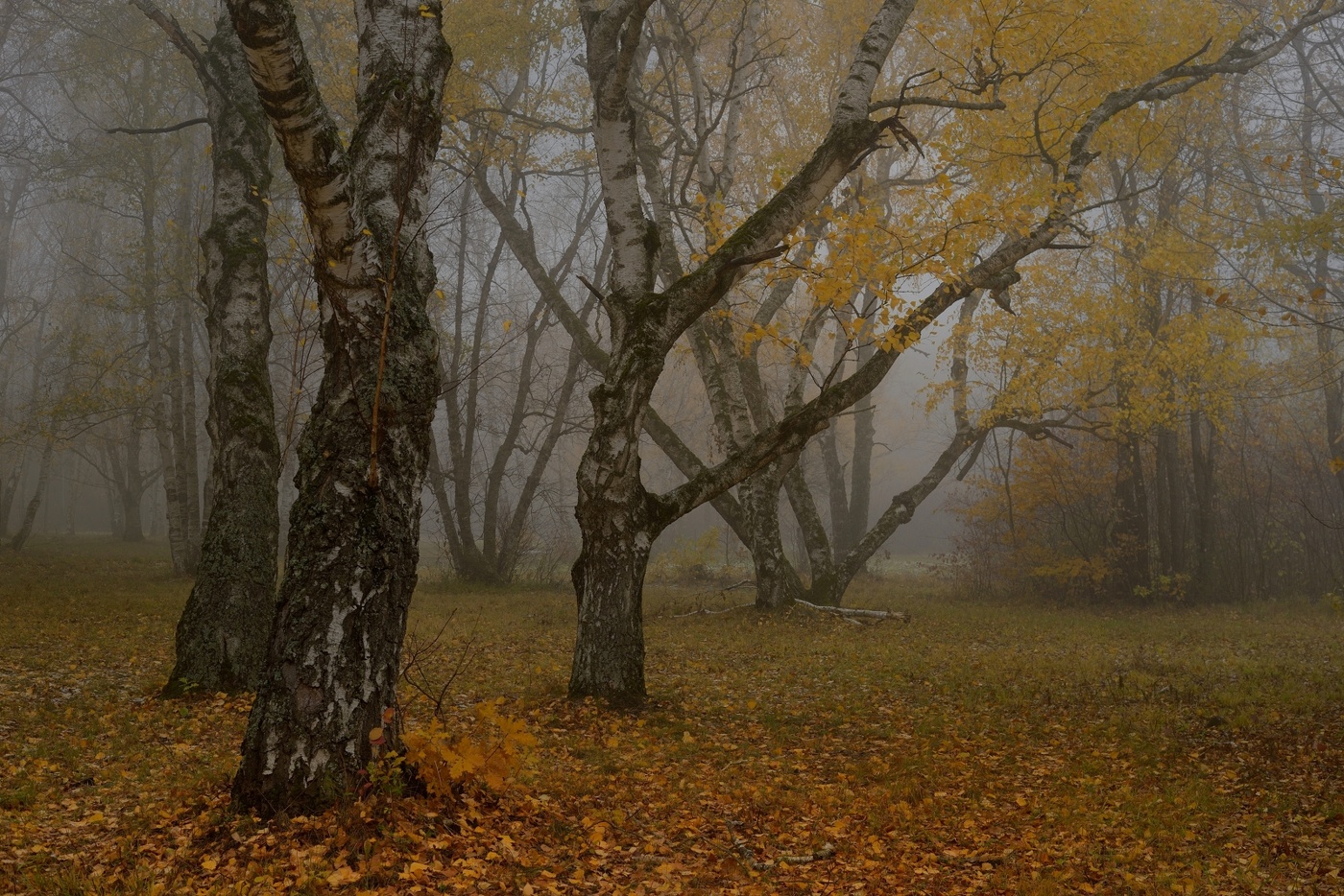 Туманное утро