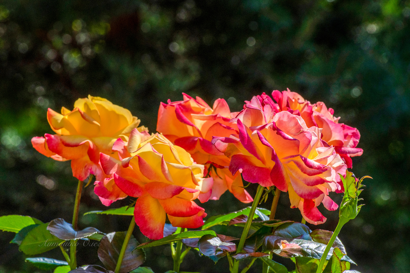 Pullman Orient Express роза.