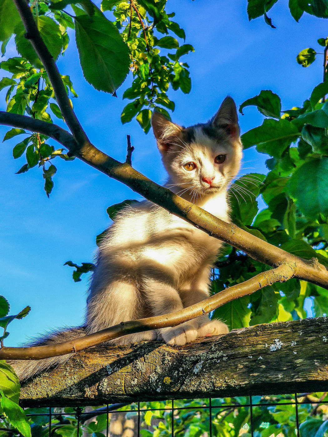 В яблоневых ветвях