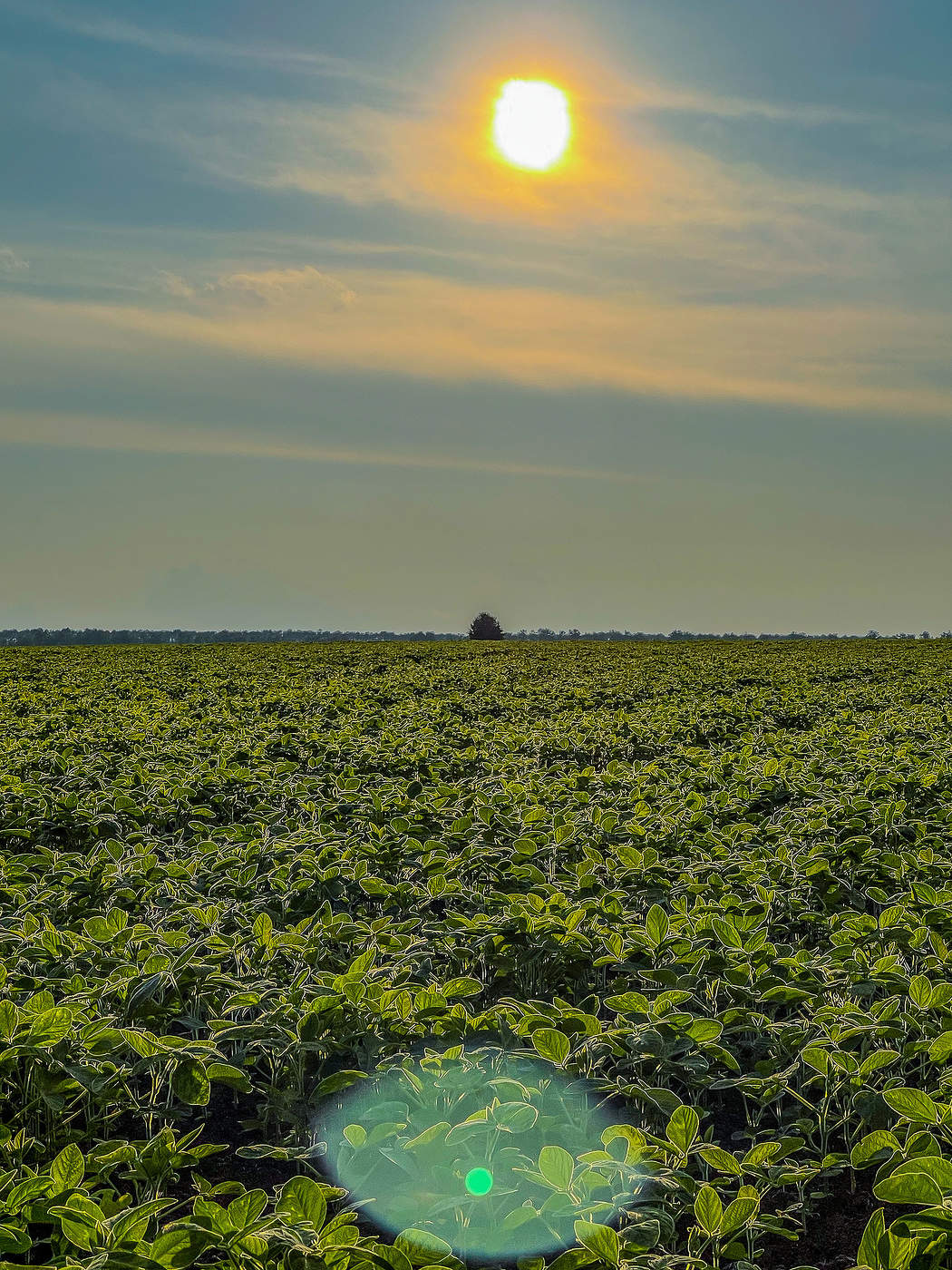 Один в чистом поле
