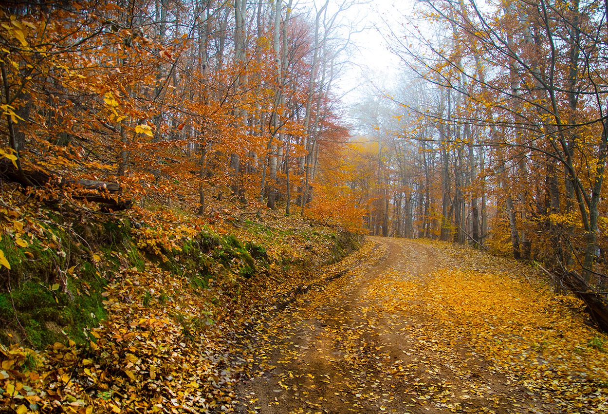 Лесная дорога