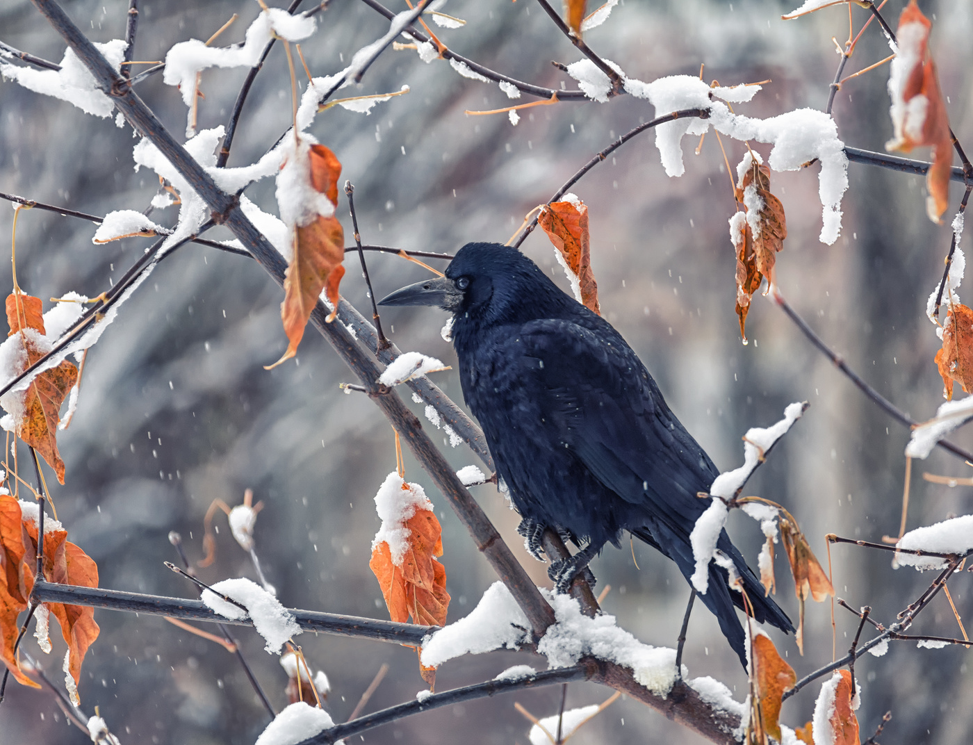 Предзимье..