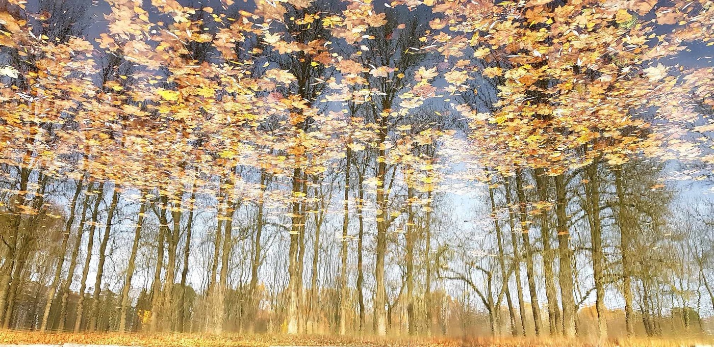 Осенние перевёртыши...