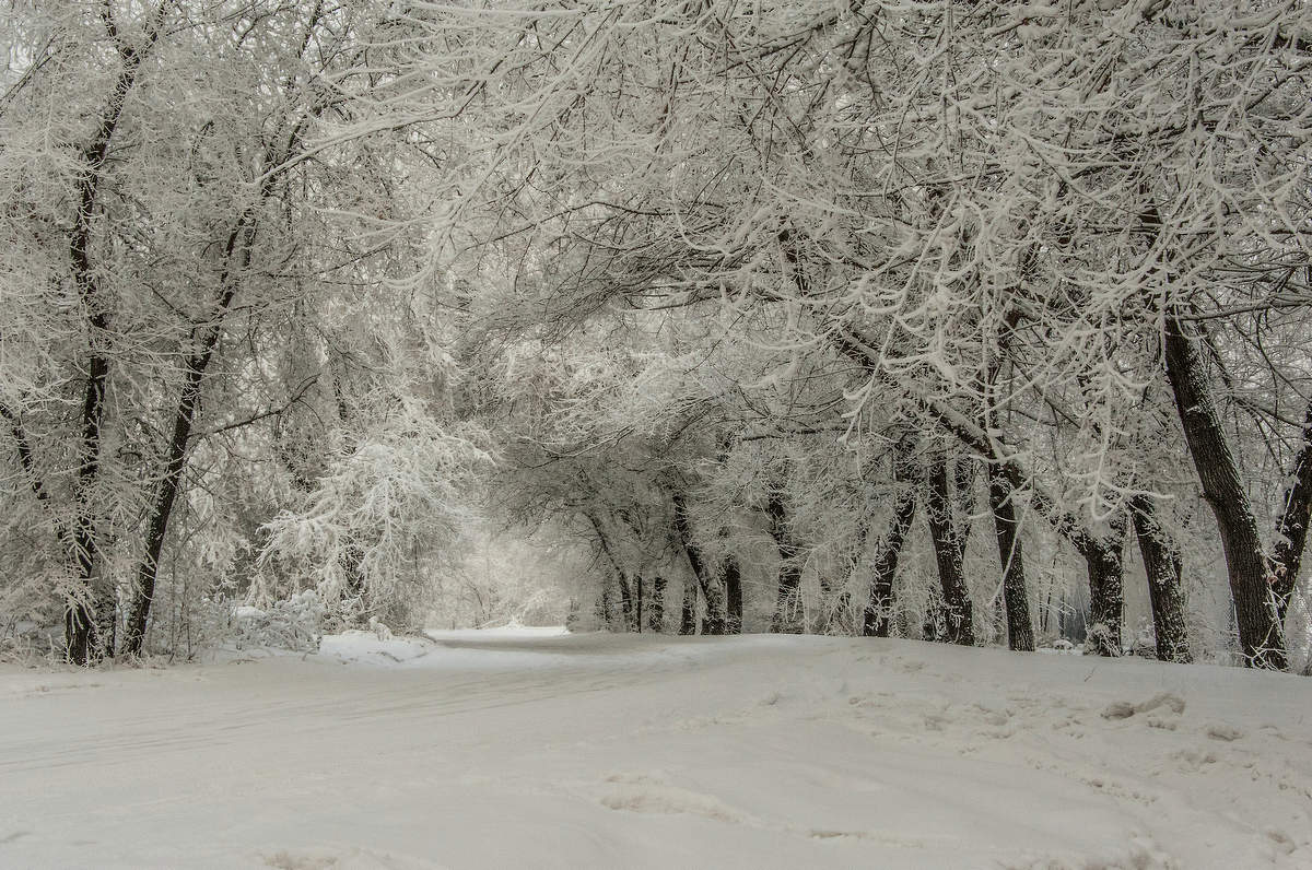 Зима наряжает природу.