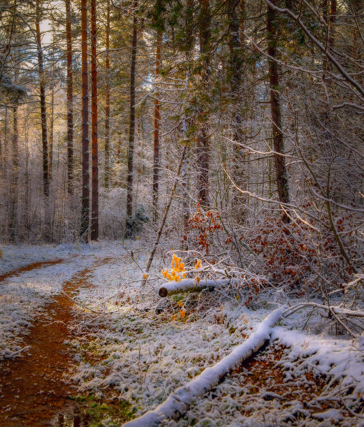 Первый снег. Этюд.