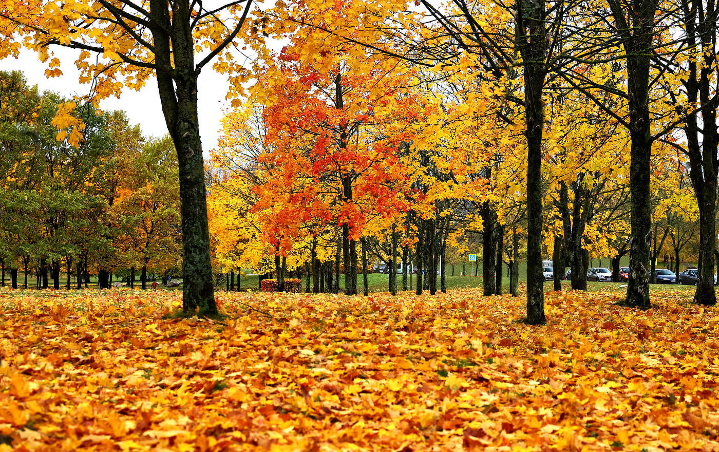 Цветная осень. Опавшая листва.