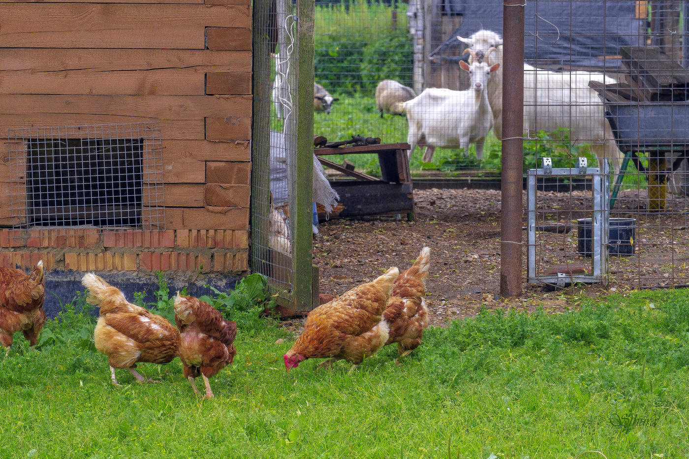 Деревенское хозяйство.
