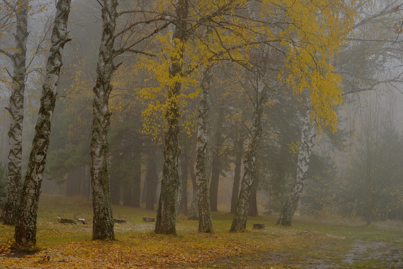 Туманное утро