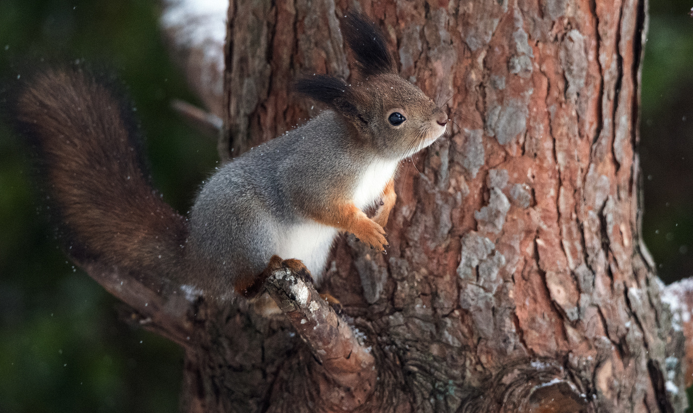 Вот и зима пришла...