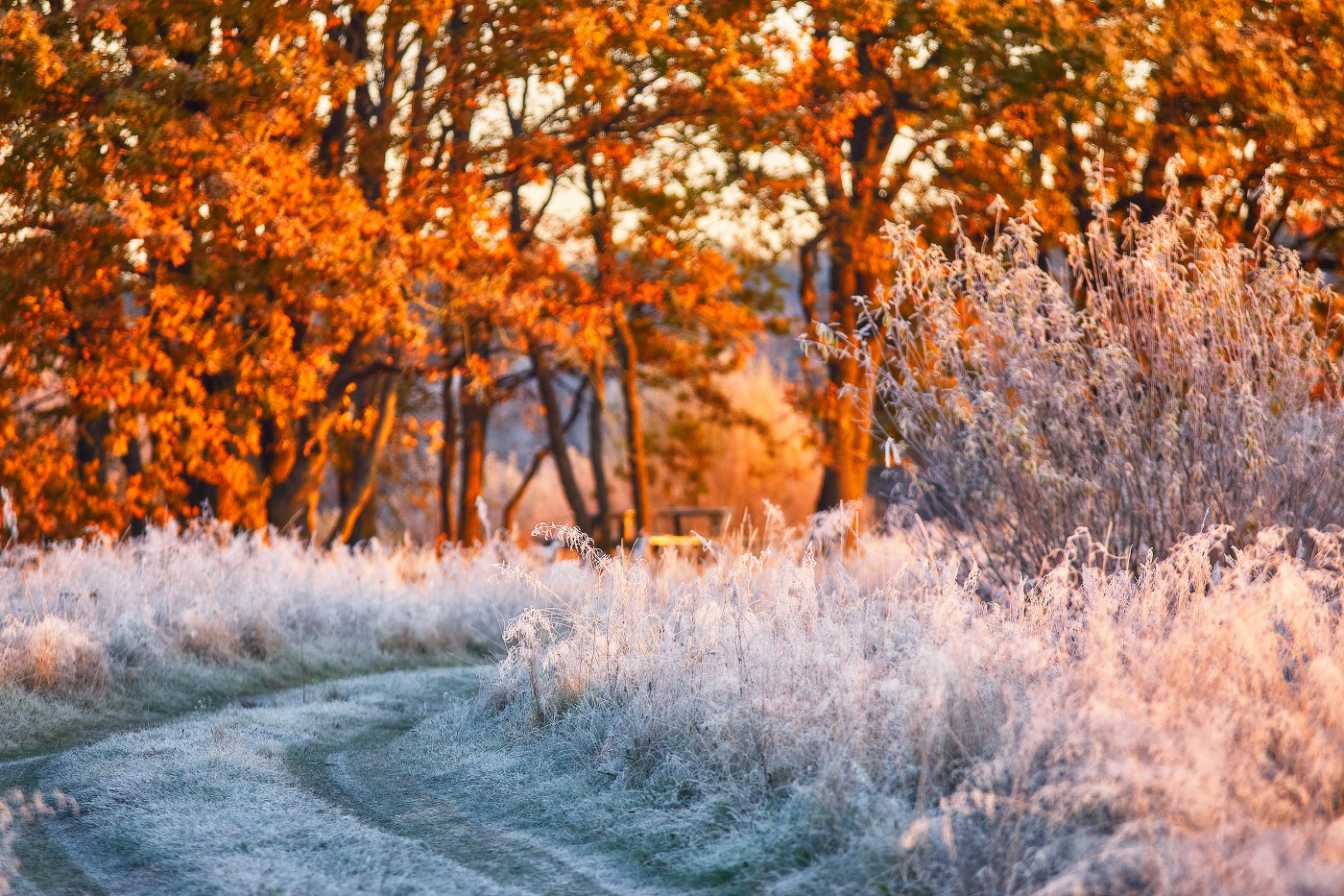 Хрустальное утро