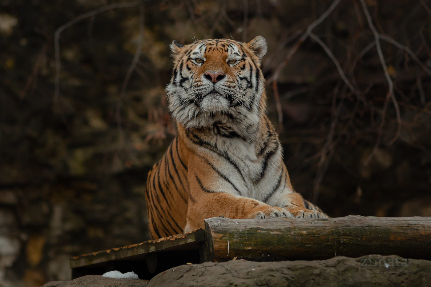 Тигр Степан