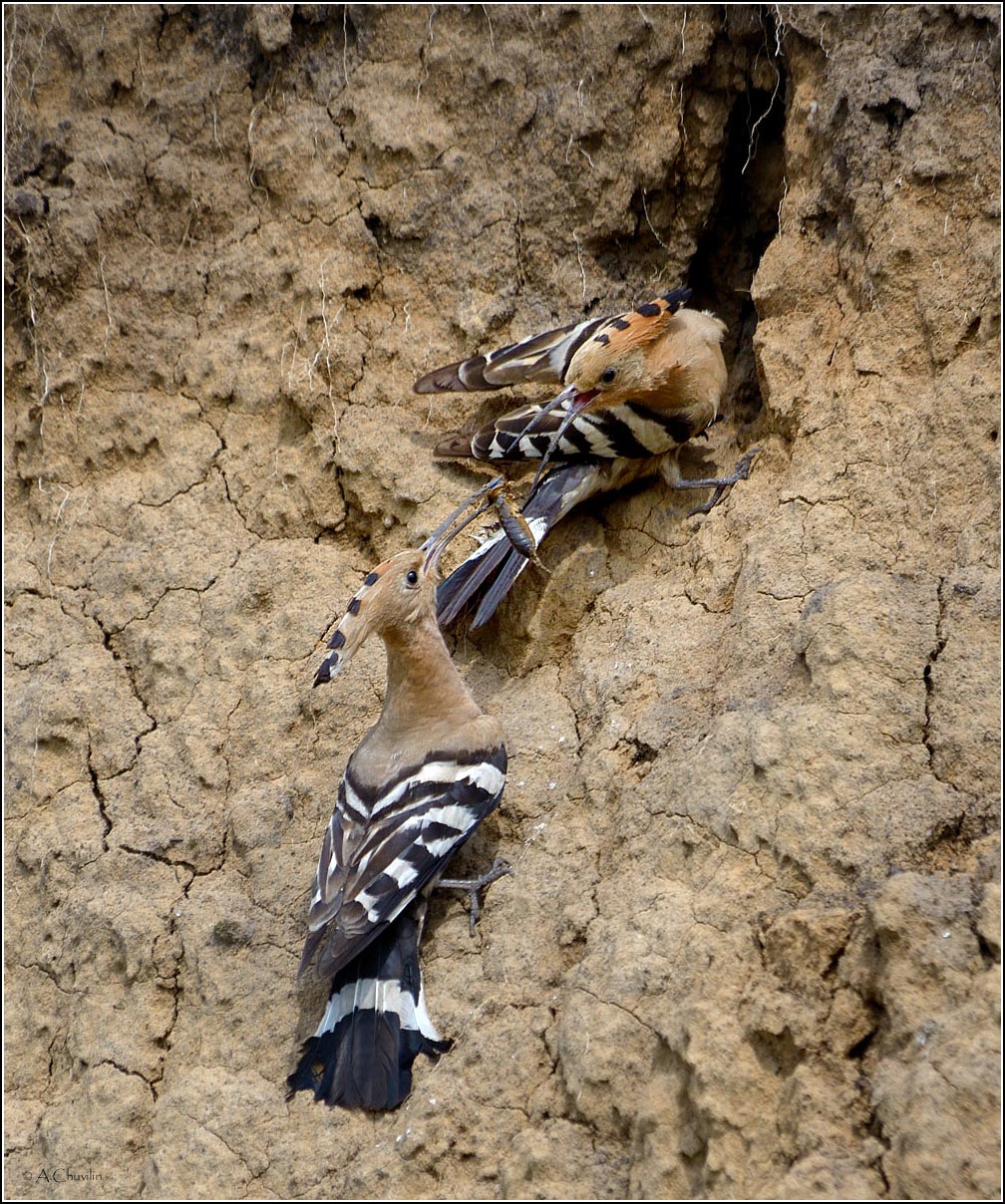 Кормление молодого удода