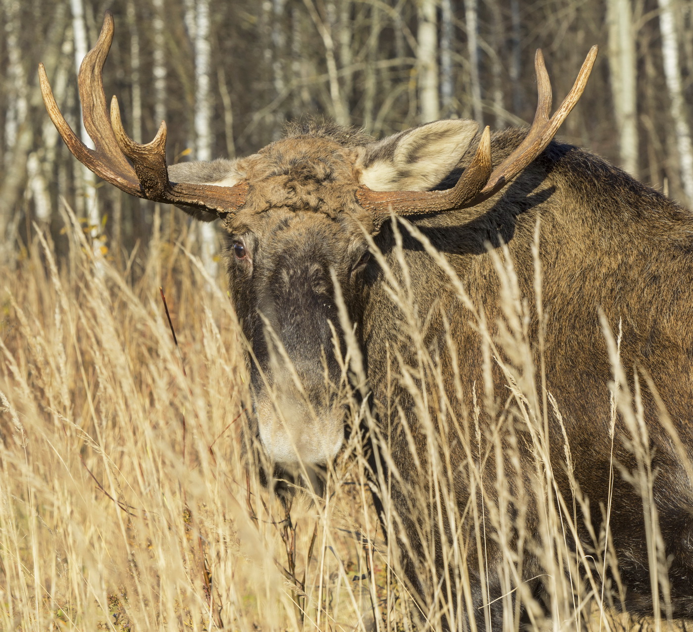 Портрет сохатого