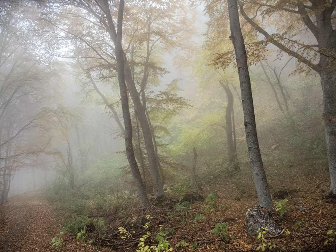 Осенний туман