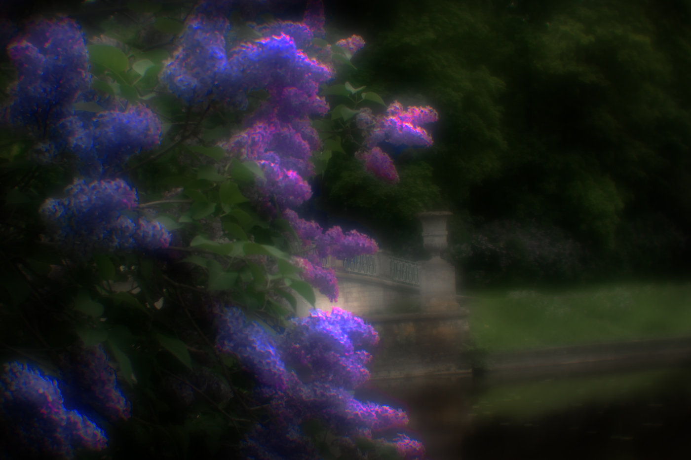 Сиреневый Павловск 3