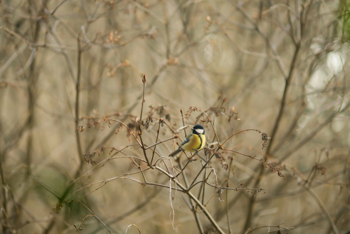 в одиночестве...