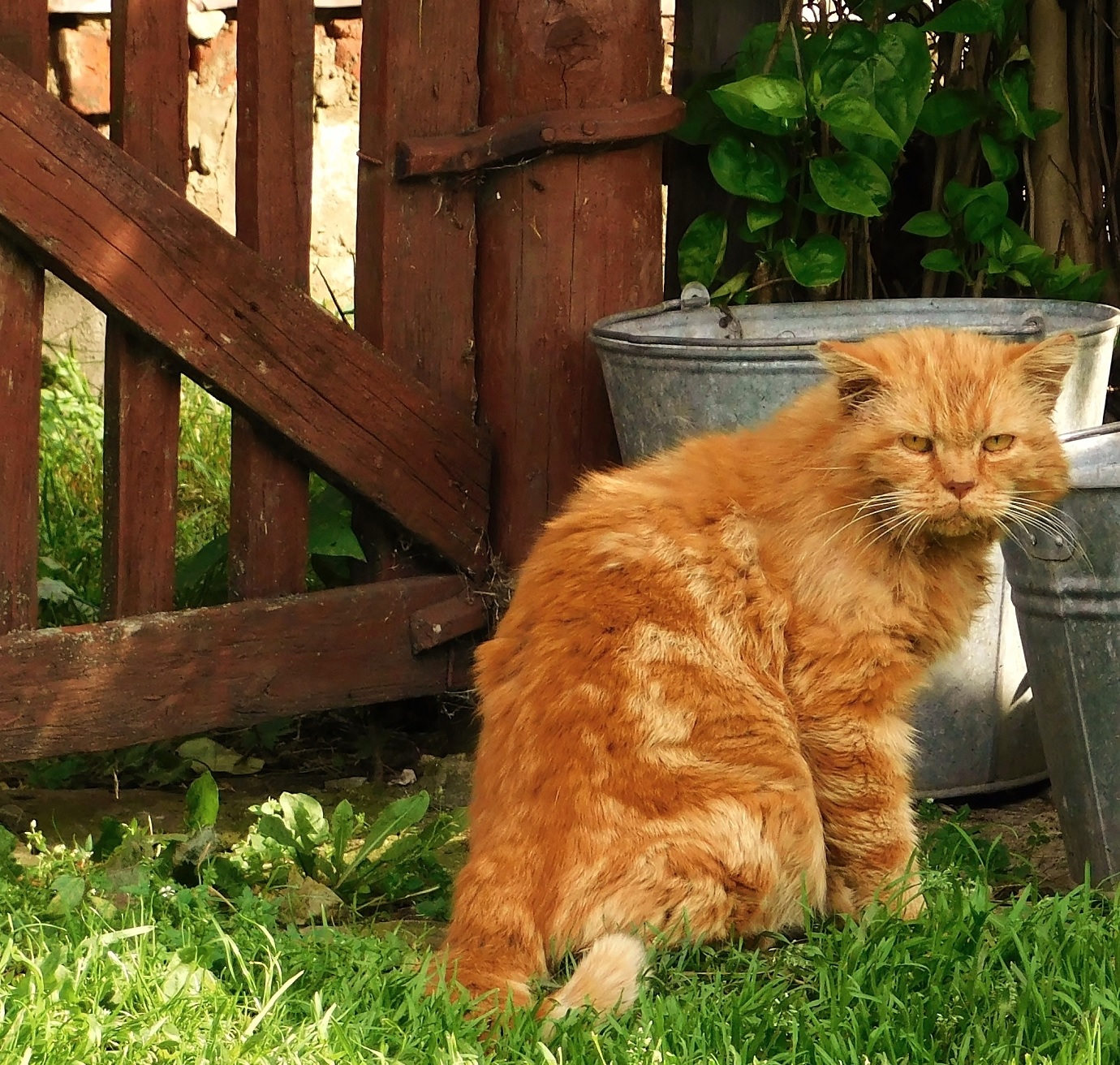 Рыжий кот