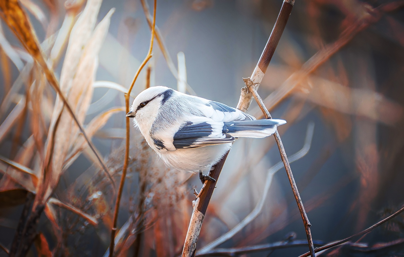 Белая лазоревка