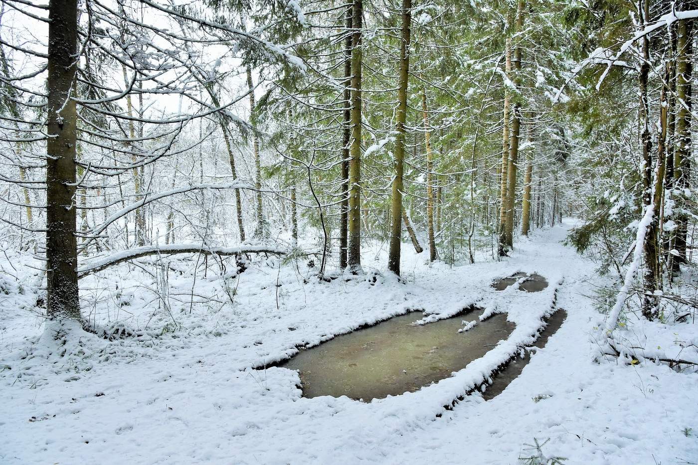 Первые морозцы ноября ...
