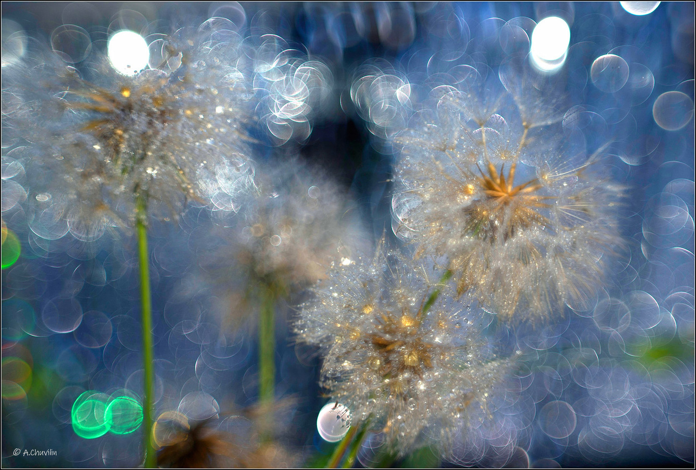 Хрустальный одуван )