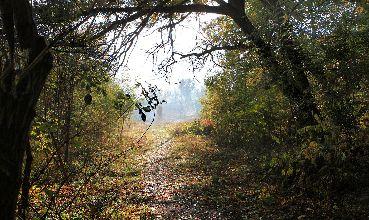 Исчезающие тени