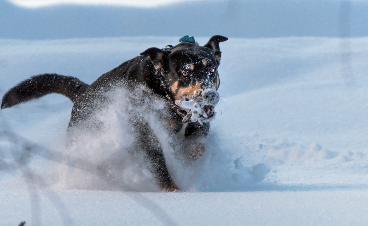 Собака Баскервилей.