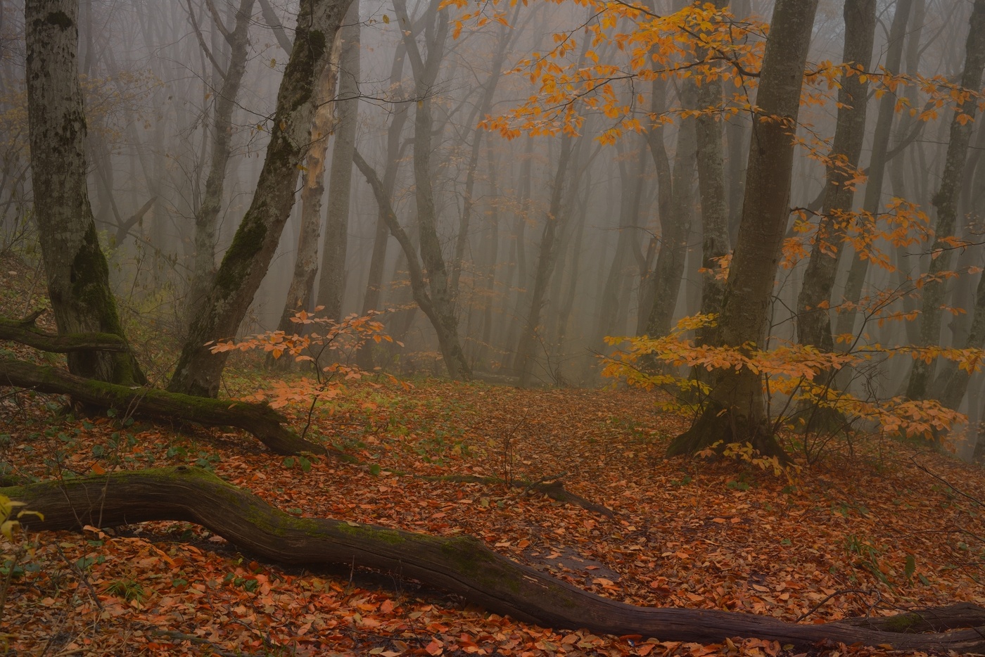 В туманном лесу