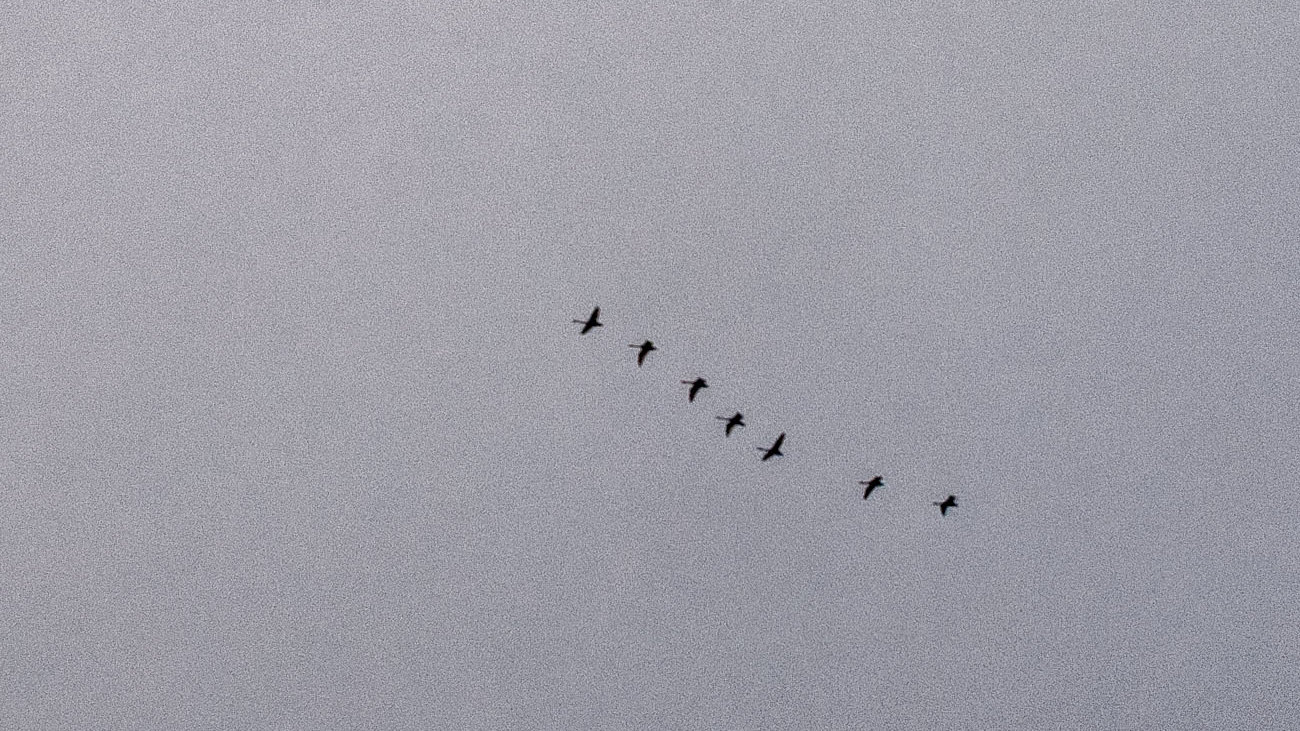 Жизнь вокруг