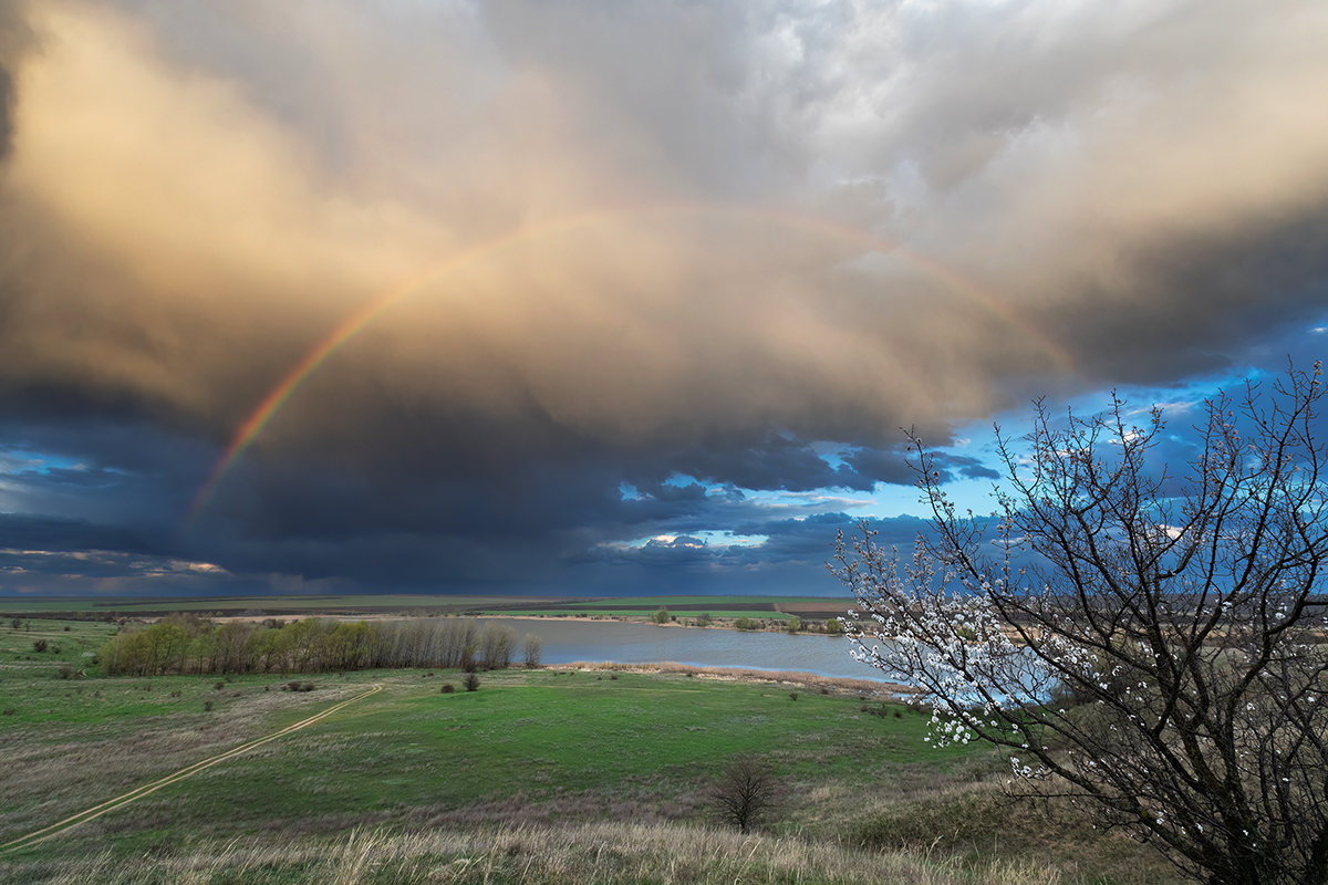 Когда цветет абрикос