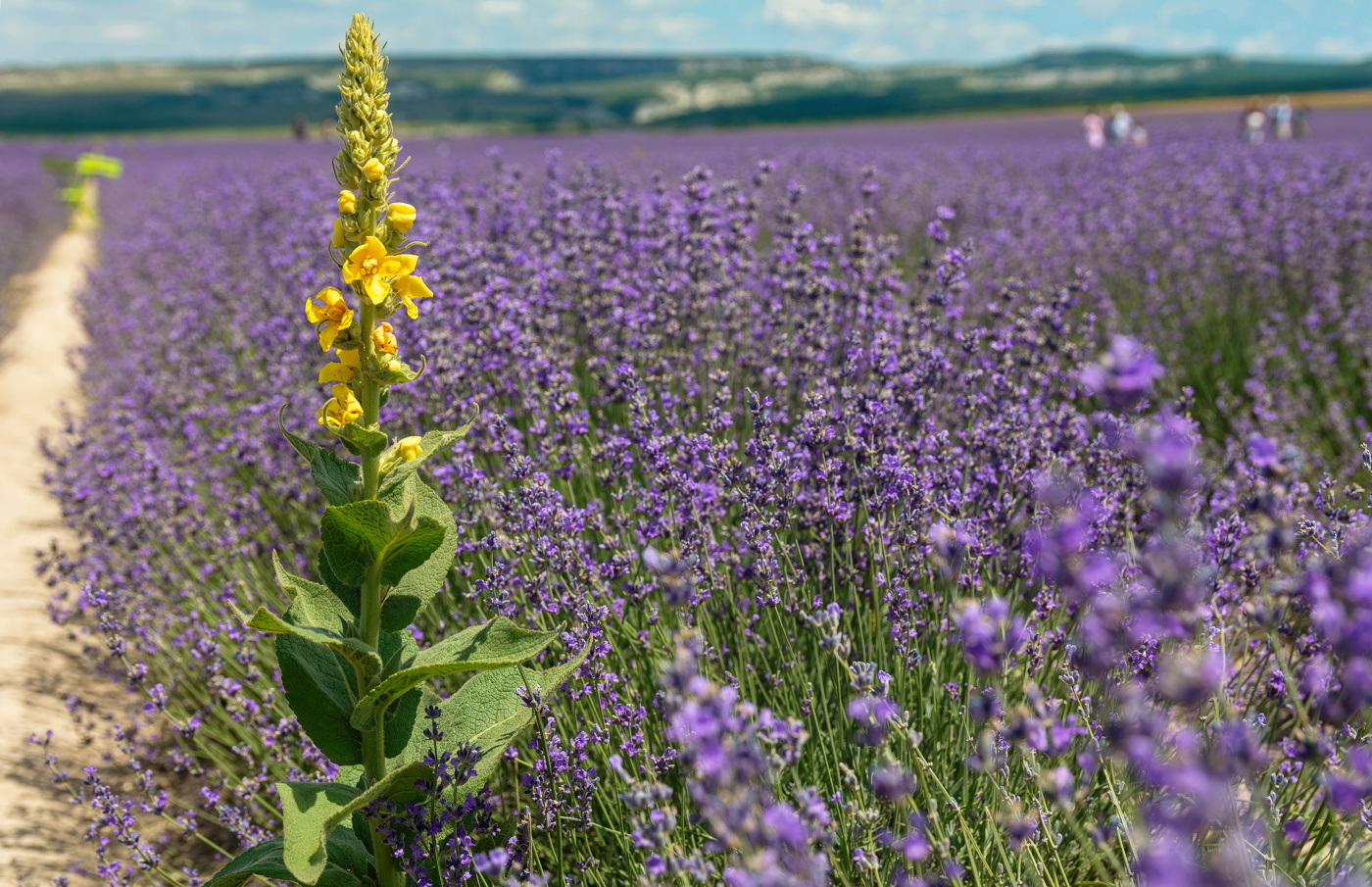 один в лавандовом поле