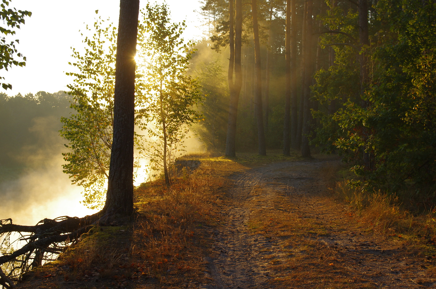 Утро в лесу