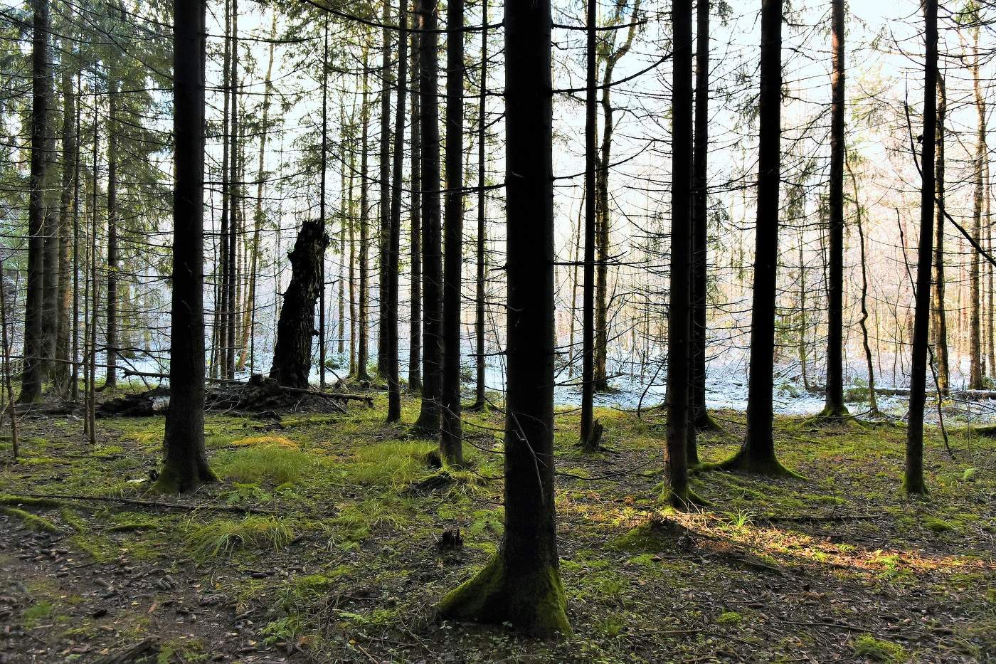 "Стоит, стыдясь, зима у входа и не решается войти..."