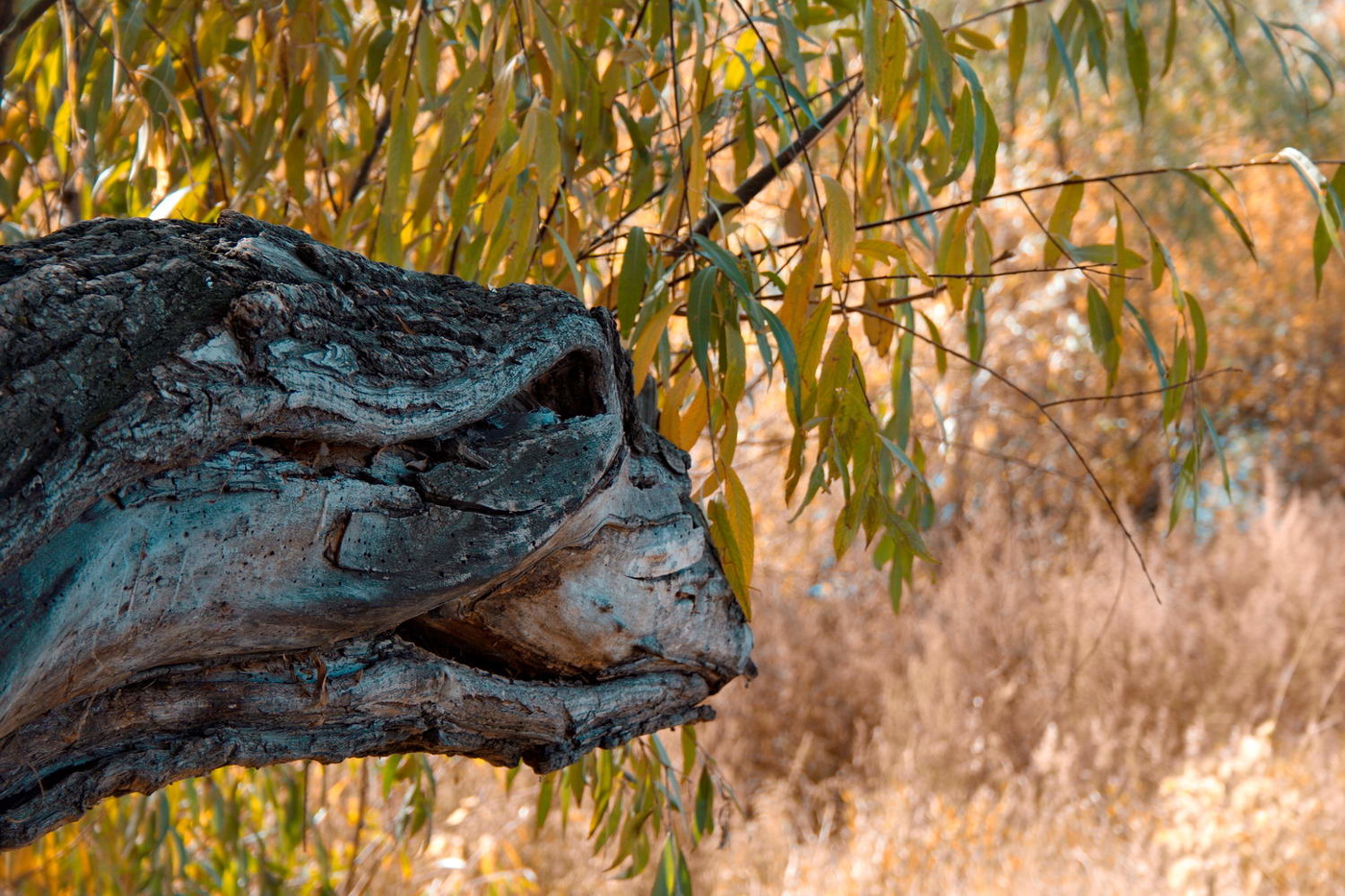 Парк Юрского периода ))
