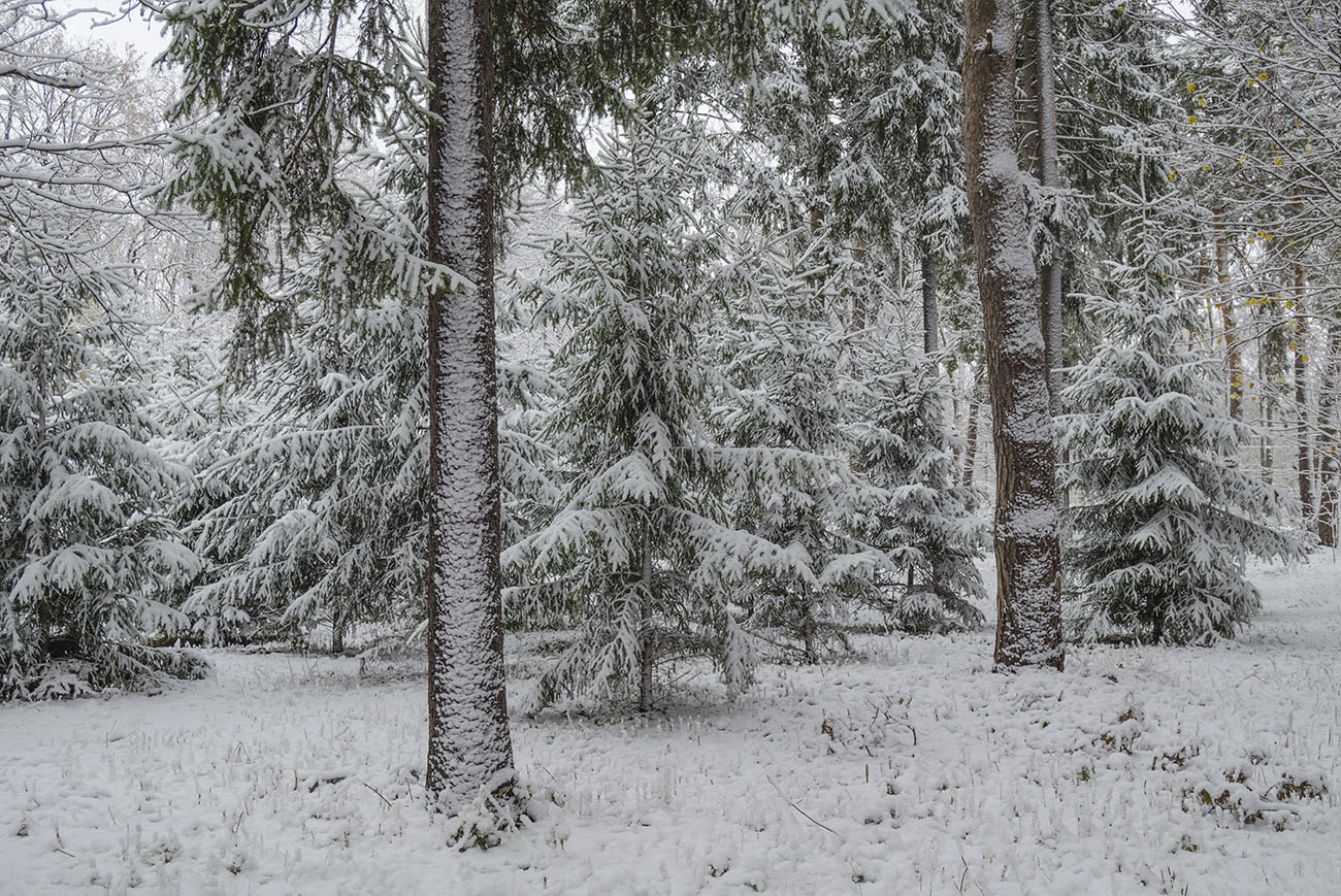 Поздняя осень в ЦПКиО