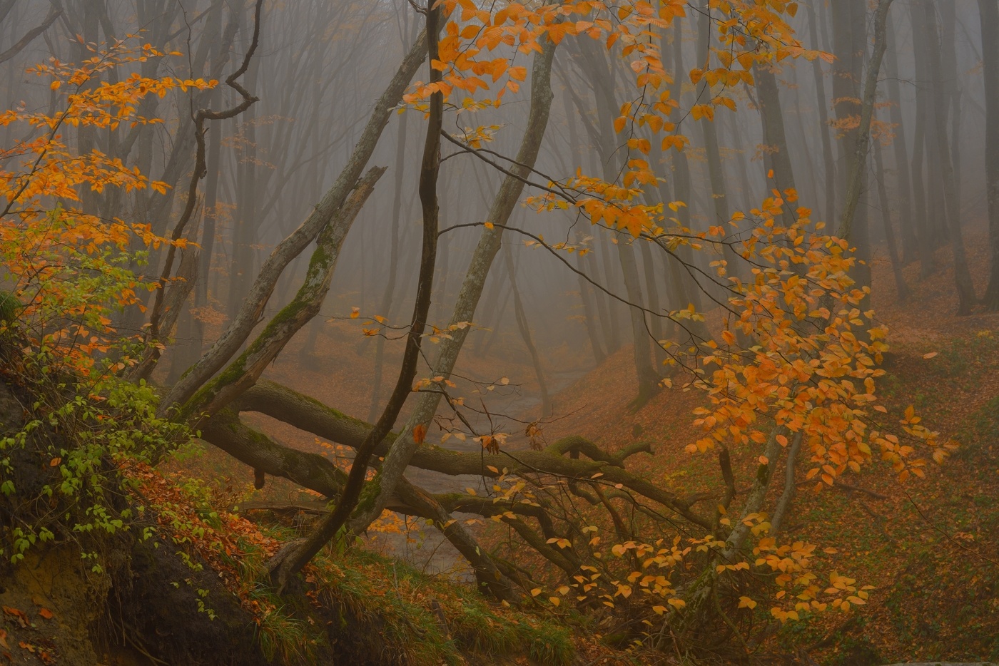 Туманное утро