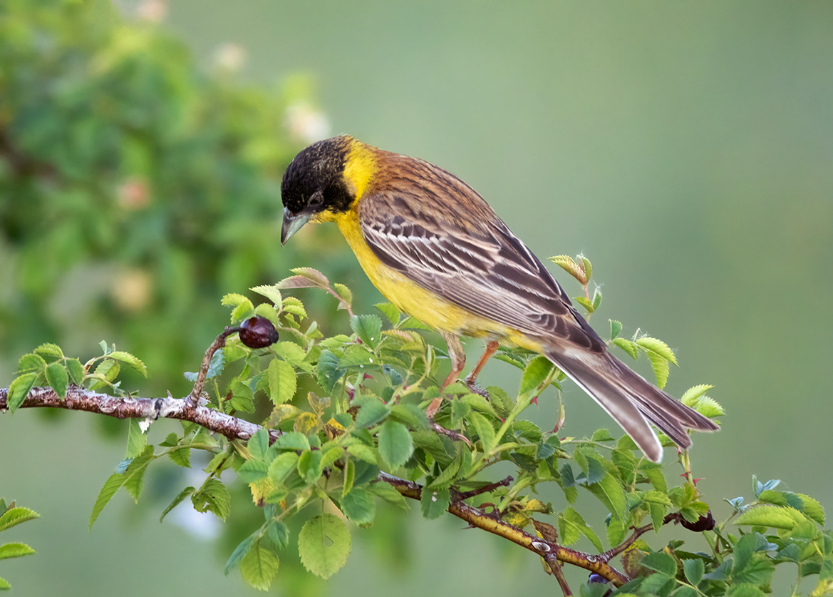 Так себе вкусняшка