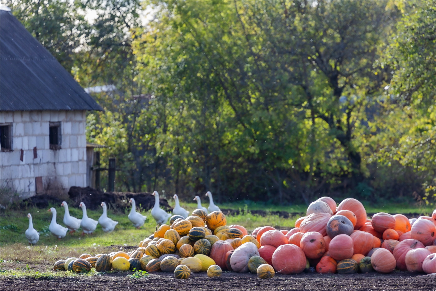 ГУСЕЙ ПО ОСЕНИ СЧИТАЮТ
