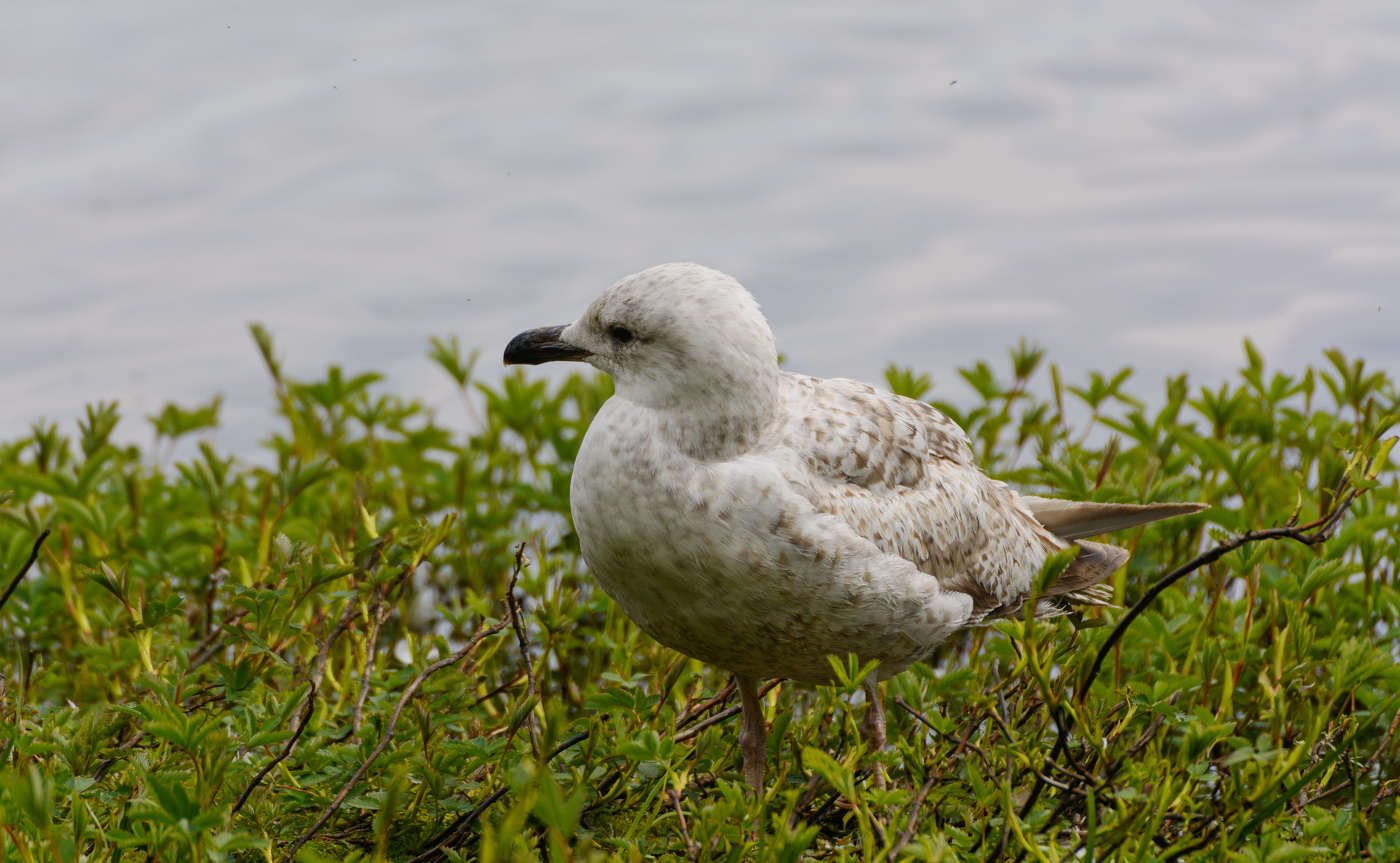 птенец серебристой чайки