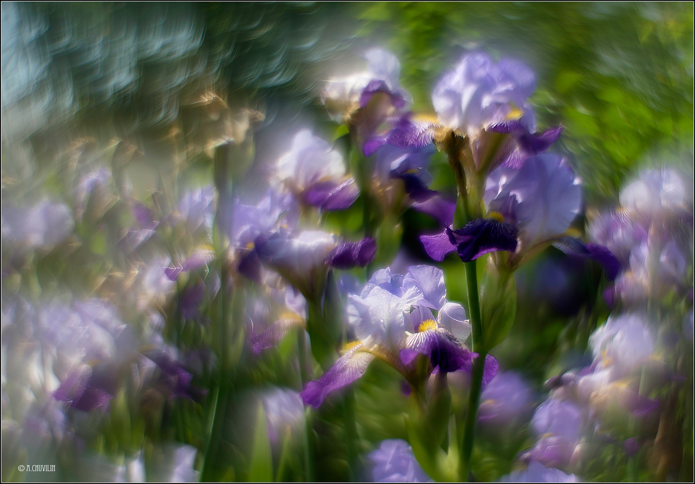 Ирисы, вальс