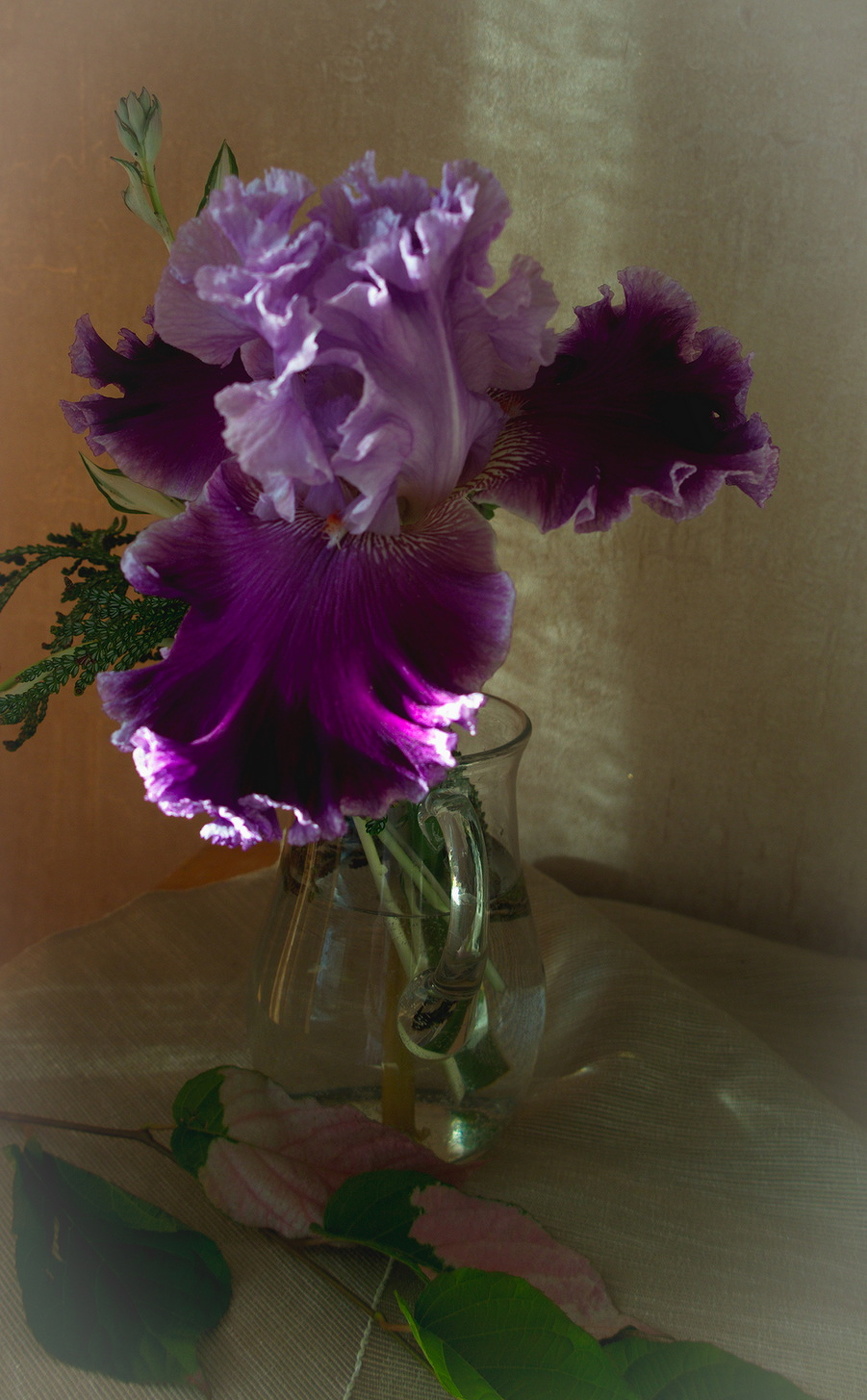 Ирис и свет